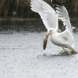 Les goélands sont de plus en plus nombreux sur les rives du lac de Neuchâtel (photo symbolique). KEYSTONE/CYRIL ZINGARO